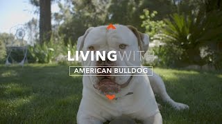 ALL ABOUT LIVING WITH AMERICAN BULLDOGS [upl. by Aneryc]