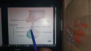 CNS Embryology Lec no8 Development of Pituitary Gland Hypophysis Rathkes PouchLangman Embryology [upl. by Alison]