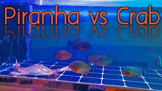 Live Feeding Piranha Fish  Piranha vs Crab 🐟 vs 🦀 [upl. by Thurlow]