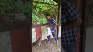 Someone feeding the monkeys at Sholingur hill temple [upl. by Htinek356]