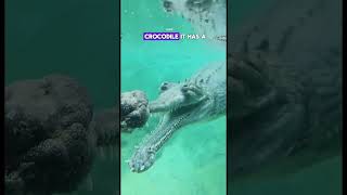 Massive Gharial Crocodile  By jonathanrios782 [upl. by Rhys]