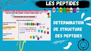 📣Les PEPTIDES Détermination de la Structure Des Peptides اقوى شرح للبيبتيد😍 PEPTIDSMEDECINE​ SNV [upl. by Heim]