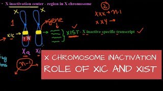 X Chromosome Inactivation – Mechanism – Role of XIC and XIST [upl. by Dnar819]