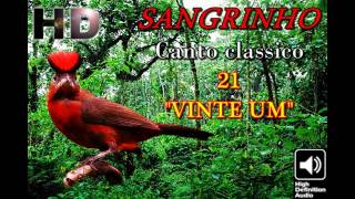 Sangrinho classico ”VINTE UM” puro para muda encarte e treino [upl. by Nelaf565]