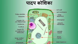 वनस्पति कोशिका Part 1🌿Plant cell☘️ Question From Every corner of cellschool plants cell [upl. by Isoais]