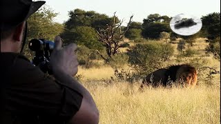 Lion hunting in Kalahari  South Africa  Big five hunting [upl. by Virginie790]