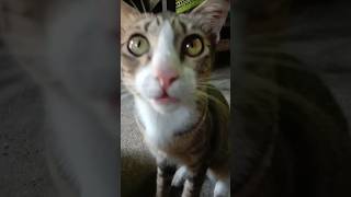 Cats into kitchen shortvideo cute [upl. by Woodhead865]