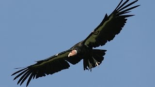 California condors [upl. by Zeena]