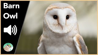 Barn Owl  Sounds [upl. by Haleigh672]