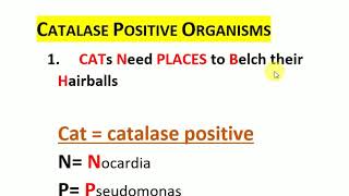 catalase positive organisms [upl. by Violette551]