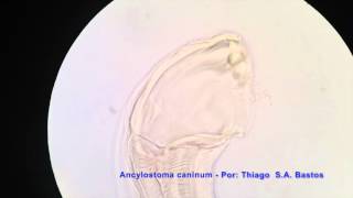 Ancylostoma caninum ♀ Vista lateral [upl. by Losyram]