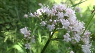 Valerian Valeriana officinalis  20130623 [upl. by Allison]