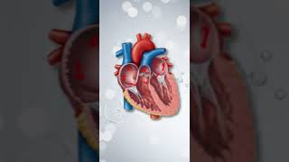 Atrial Fibrillation vs Atrial Flutter How They Affect the Heart [upl. by Suivatal]