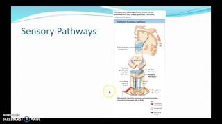 Sensory and Motor Pathways [upl. by Siva]