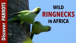 Roseringed Parakeets  Wild in The Gambia  Discover PARROTS [upl. by Manchester]