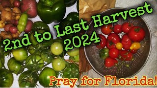 2nd to last harvest 2024Ripening Tomatoes in Paper BagsPray for Florida [upl. by Fiertz]