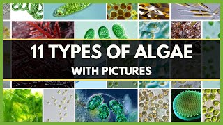 11 TYPES OF ALGAE WITH PICTURES  DIFFERENT TYPES OF ALGAE  CLASSIFICATION OF ALGAE [upl. by Auqinaj]