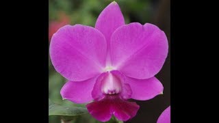 Orquídea Cattleya Lc Aloha CaseBN Ching Hua Adulta [upl. by Ettennek]