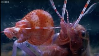 Pistol Shrimp Superheats Water  Weird Nature  BBC Earth [upl. by Aleuqahs525]