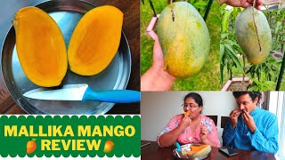 Mallika Mango Taste Test\Home grown mango in Zone 9a\Experience of Growing mangoes in USA\Subbucooks [upl. by Noyad]