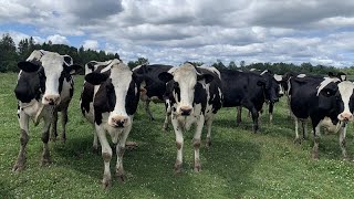 Des vaches en cavale en Mauricie [upl. by Crabb246]