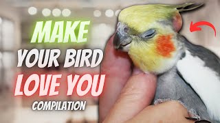 How to Make Your Cockatiel Bird Love You 💖  Compilation [upl. by Ollopa]