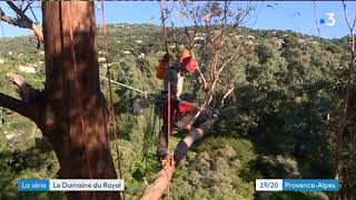 Le domaine du Rayol  élagage du grand eucalyptus [upl. by Aerahs868]