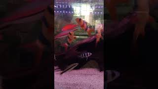 Clown Loach Denison Barb and Cichlid Fish in a Community Tank  Fish of Mind Petshop Marilao Bul [upl. by Silyhp]