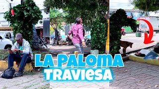 LA PALOMA TRAVIESA🦜🤣 [upl. by Aihsein776]