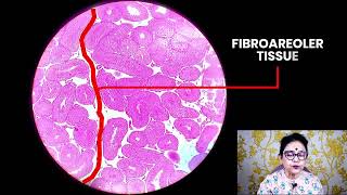 Histology of Testis  Histology slide identification  Dr Sibani [upl. by Airda]