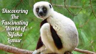 Meet the Unusual Sifaka Lemur The Secrets of Madagascar’s Acrobat [upl. by Bengt]