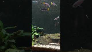 Cyprichromis leptosoma attacking the new Aquarium Coop Magic Feed [upl. by Aliakam712]