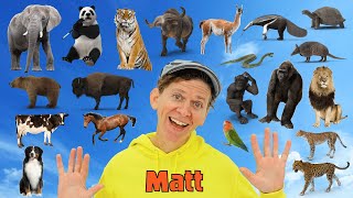 My First 100 Animals with Matt  Wild and Farm Animals  Dream English Kids [upl. by Umont504]