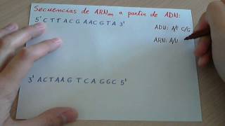 Ejercicio Transcripción de una cadena de ADN a ARNm [upl. by Vonny788]