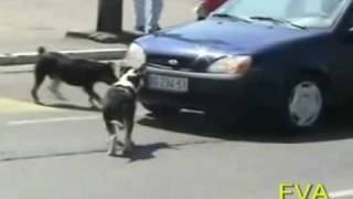 Dog Rips off license plate [upl. by Glanti]