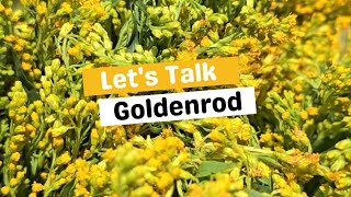 Lets Talk About Goldenrod [upl. by Fredi67]