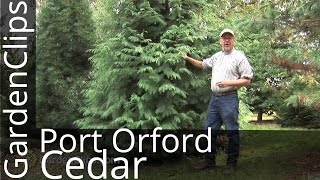 Port Orford Cedar  Chamaecyparis lawsoniana  How to grow Port Orford Cedar [upl. by Melisandra]