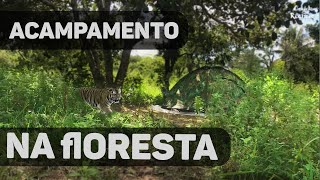 ACAMPAMENTO NA FLORESTA [upl. by Anirbed458]