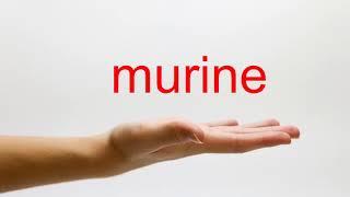 How to Pronounce murine  American English [upl. by Oiliruam]