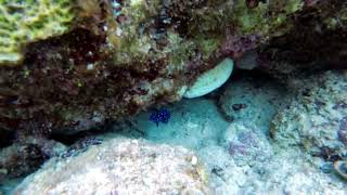 Jewelfish Juvenile Yellowtail Damselfish [upl. by Slerahc]