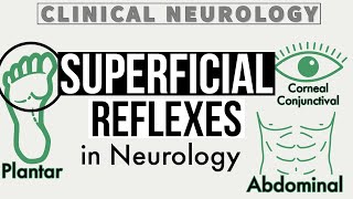 SUPERFICIAL REFLEXES  Corneal amp Conjunctival Reflex  Gag Reflex  Abdominal Reflex  Cremasteric [upl. by Mail]