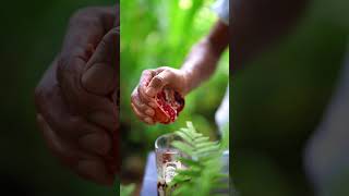 Awesome sweet pomegranate fruit [upl. by Osswald]