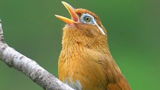 Chinese Hwamei Melodious Laughingthrush [upl. by Roon119]