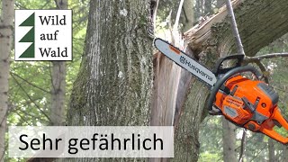 🌲Baumfällung extrem gefährliches Sturmholz  extremely dangerous tree felling with 550 Mark 2 [upl. by Olivette371]