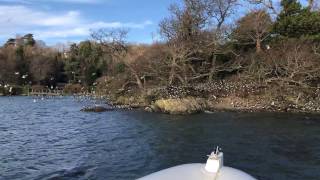 Oystercatchers Ynys y Bîg Menai Bridge Anglesey 1 Feb 17 [upl. by Etnahsa]