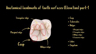 Anatomical Landmarks of Tooth Surfaces Elevation Part1 [upl. by Cristiona67]