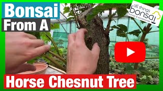 Bonsai from Horse Chestnut tree Part one  examining raw material for styling options [upl. by Aimat]