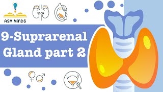 Suprarenal Gland part 2 by ASM Minds [upl. by Flori]