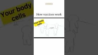 How vaccines work science biology [upl. by Deryl]