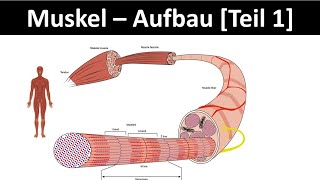 Aufbau des Muskels  Muskelanatomie  Skelettmuskel  Sarkomer Biologie  Sport Oberstufe 16 [upl. by Gerhardt403]